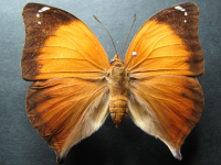 Doleschallia bisaltide australis - Adult